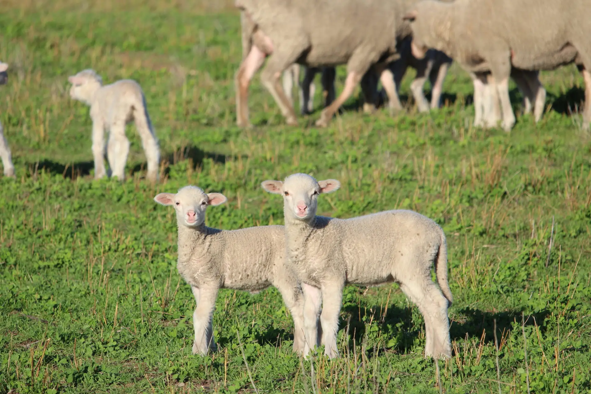 #2. Greater Lamb Survival
