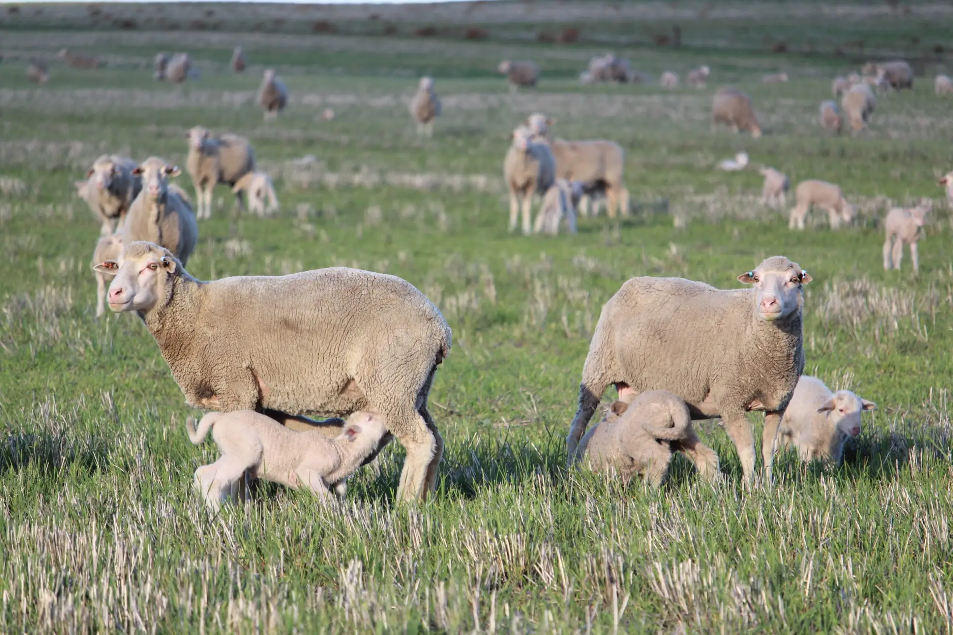 #4. Wean Heavier, FasterGrowing Lambs